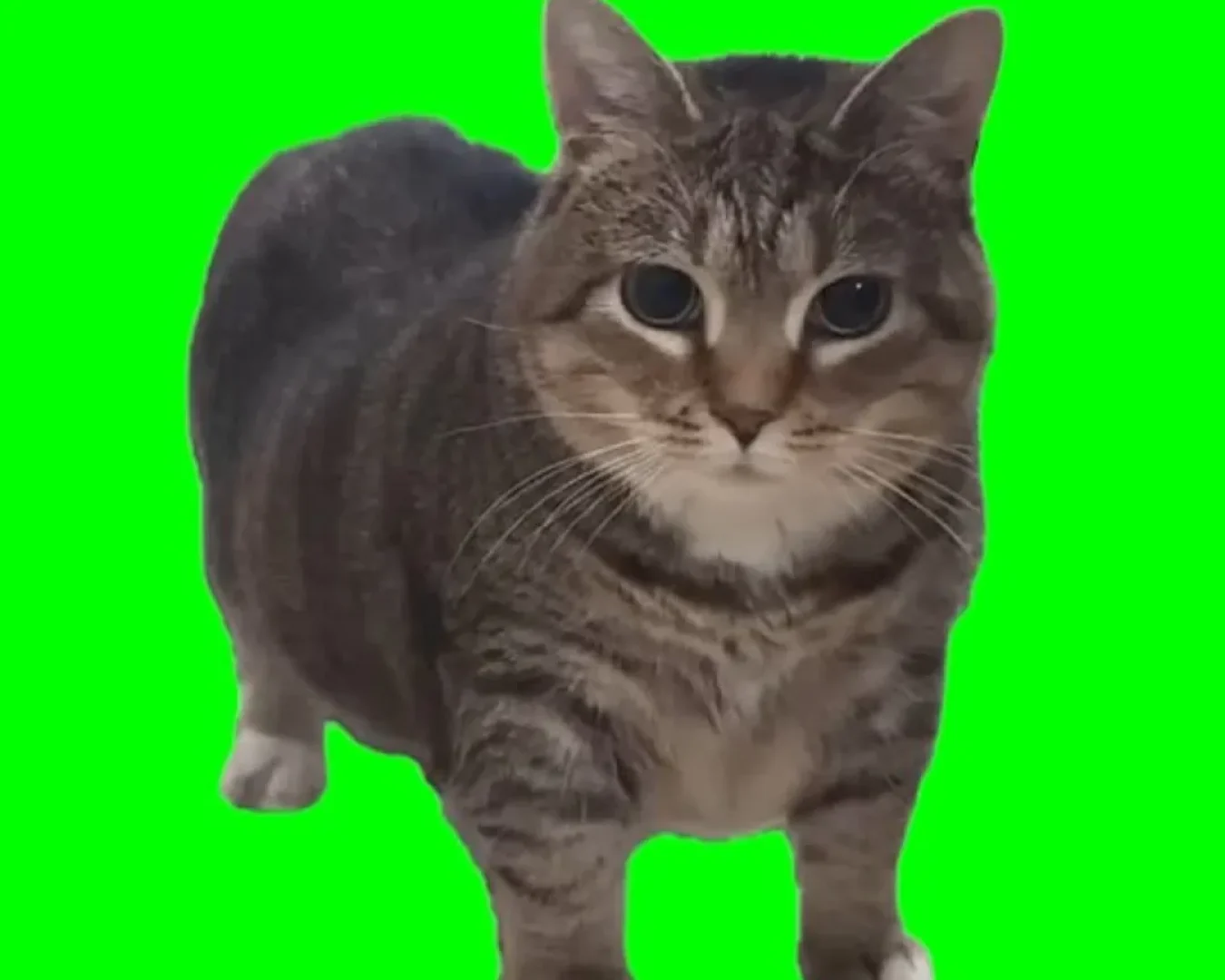 Makin kacaw nih, Ethel alias Spinning Cat Meme udah masuk festival!